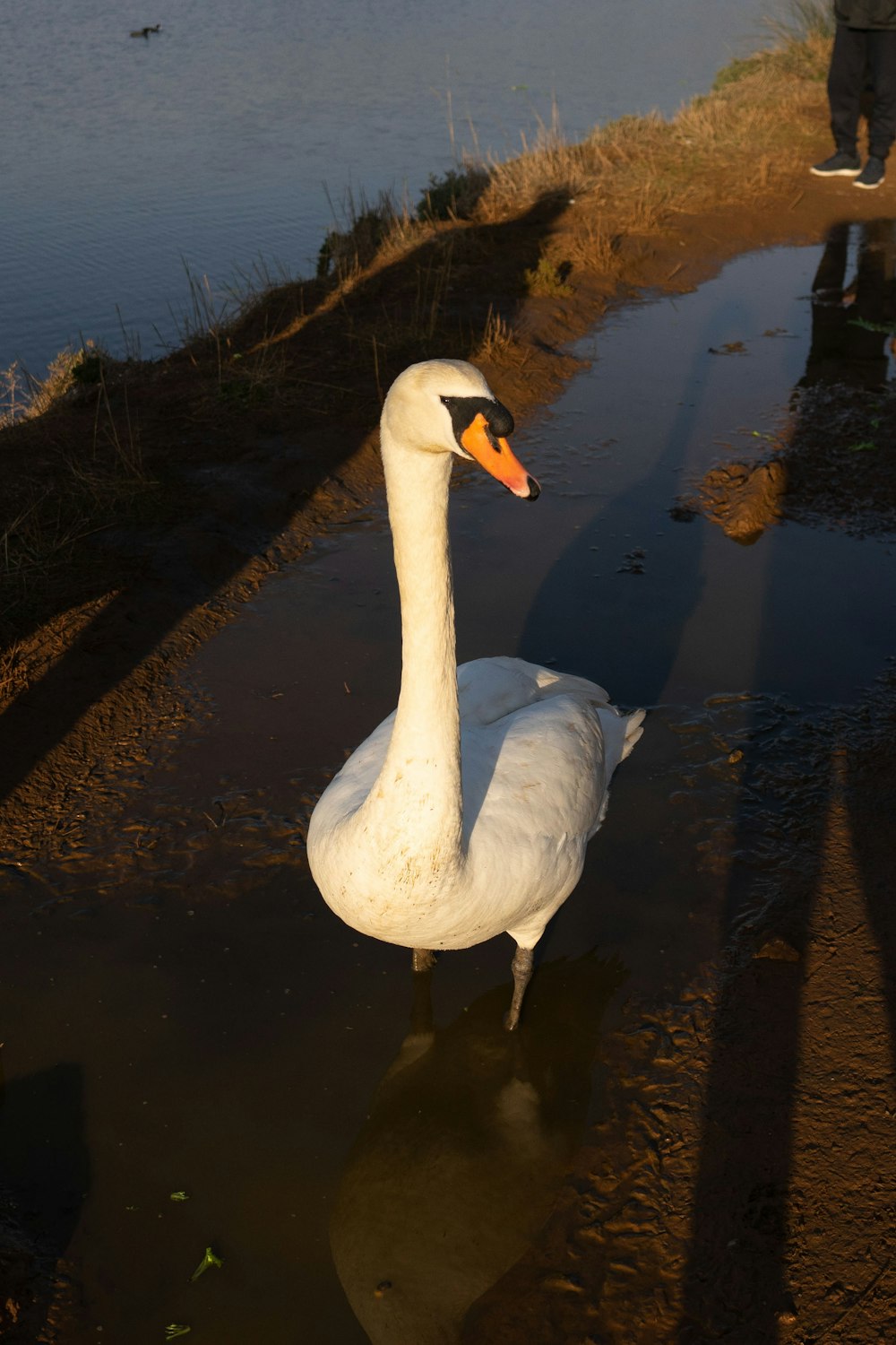 a white swan standing in a puddle of water
