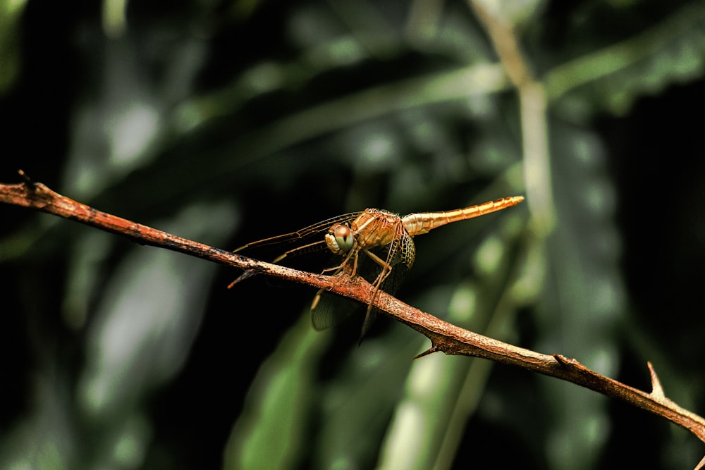 a close up of a small insect on a branch