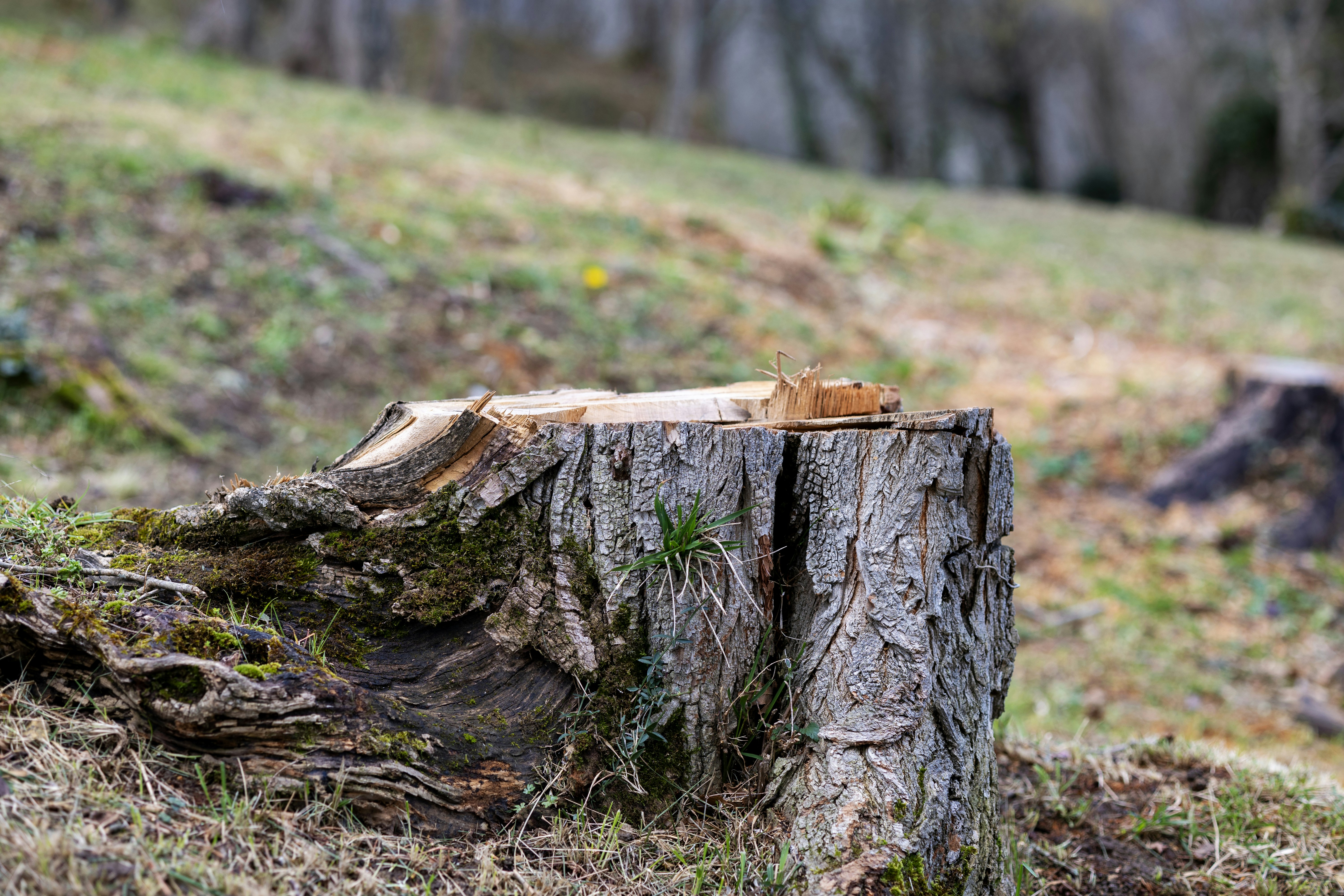 ein Stück Holz, das auf dem Boden sitzt