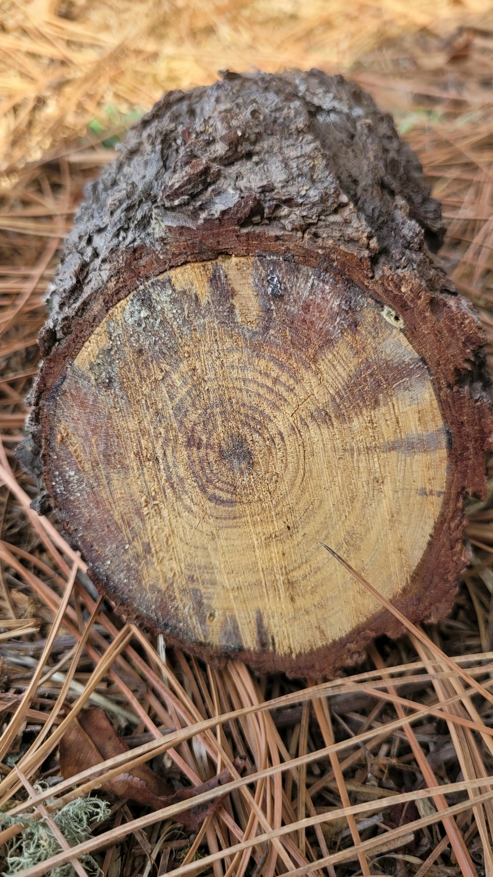 a piece of wood sitting on top of a pile of pine needles