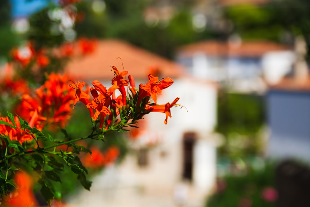 a bunch of orange flowers in front of a house