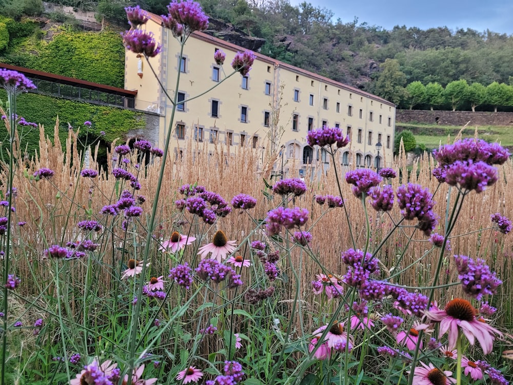a field of purple flowers in front of a building