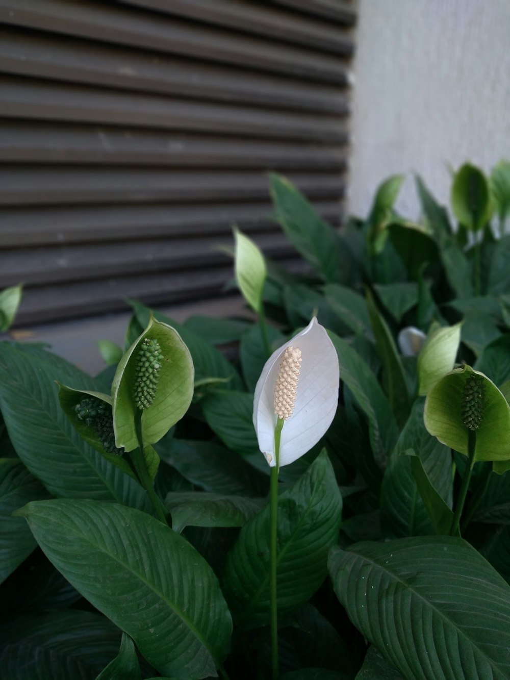 a close up of a white flower with green leaves