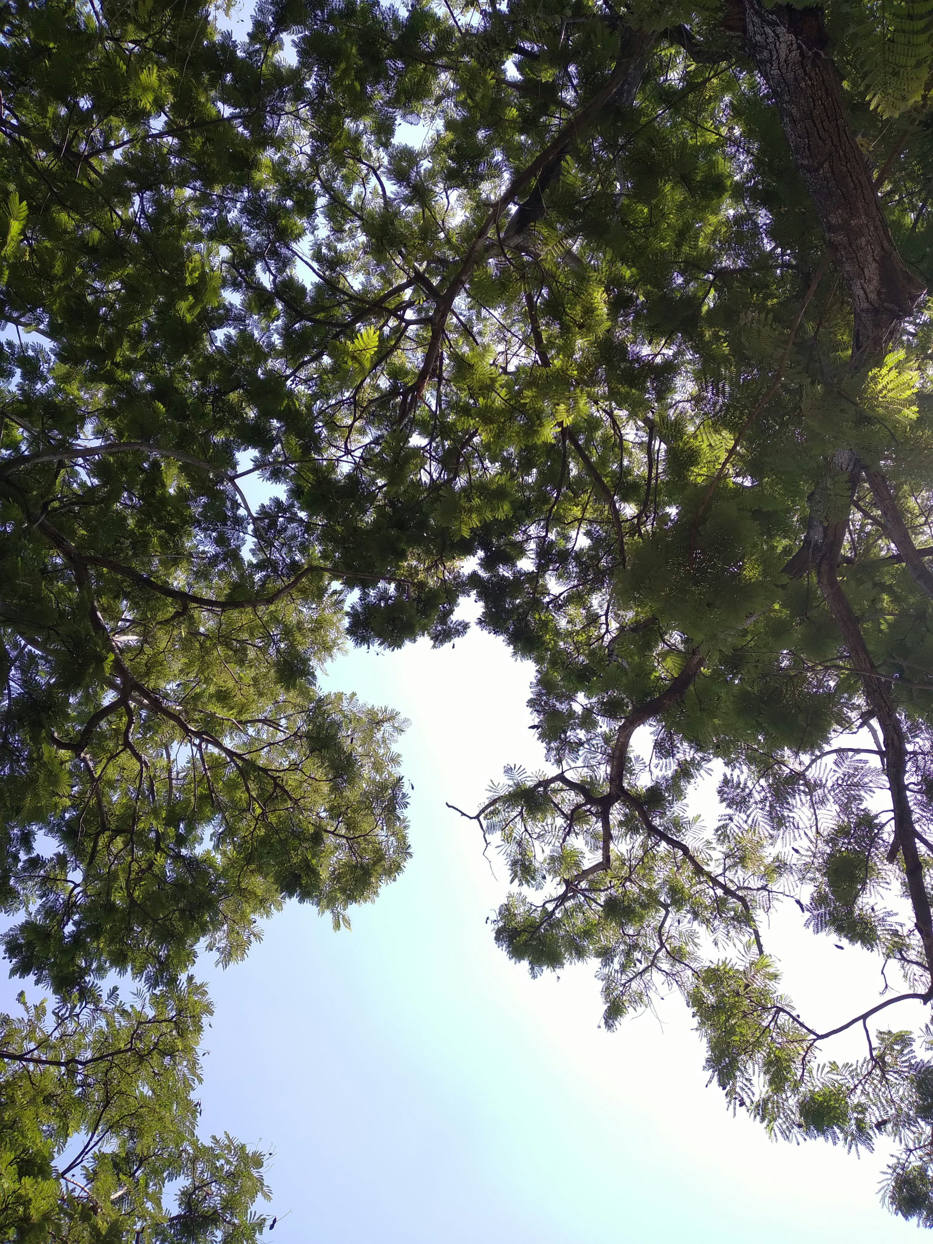 looking up at the tops of trees in a forest