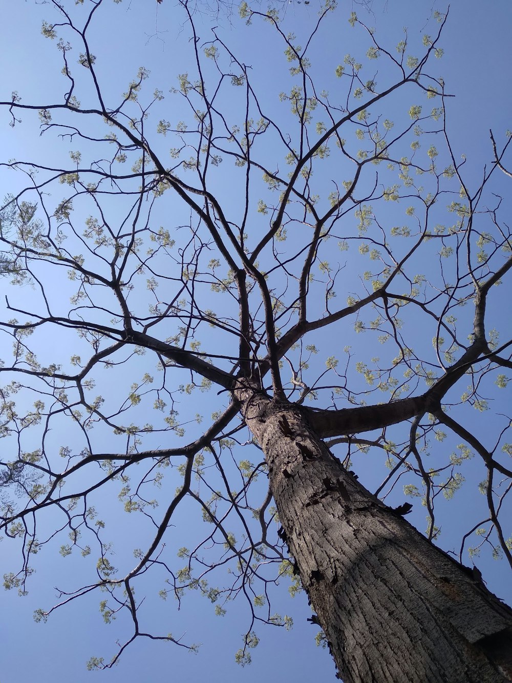 looking up at a tall tree with white flowers