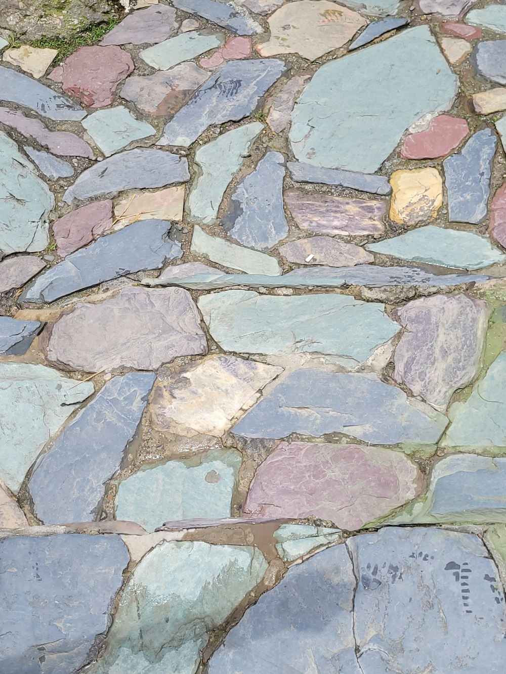 a cat is sitting on a cobblestone walkway