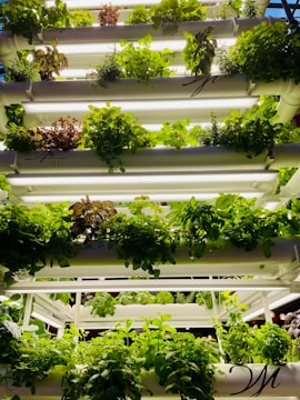 Agricultural Tech with AI - NexTrust