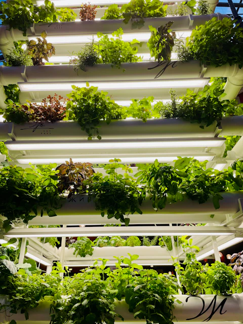 A compact vertical garden filled with plants on a home patio