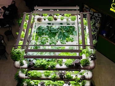 vegetable garden is growing in a greenhouse