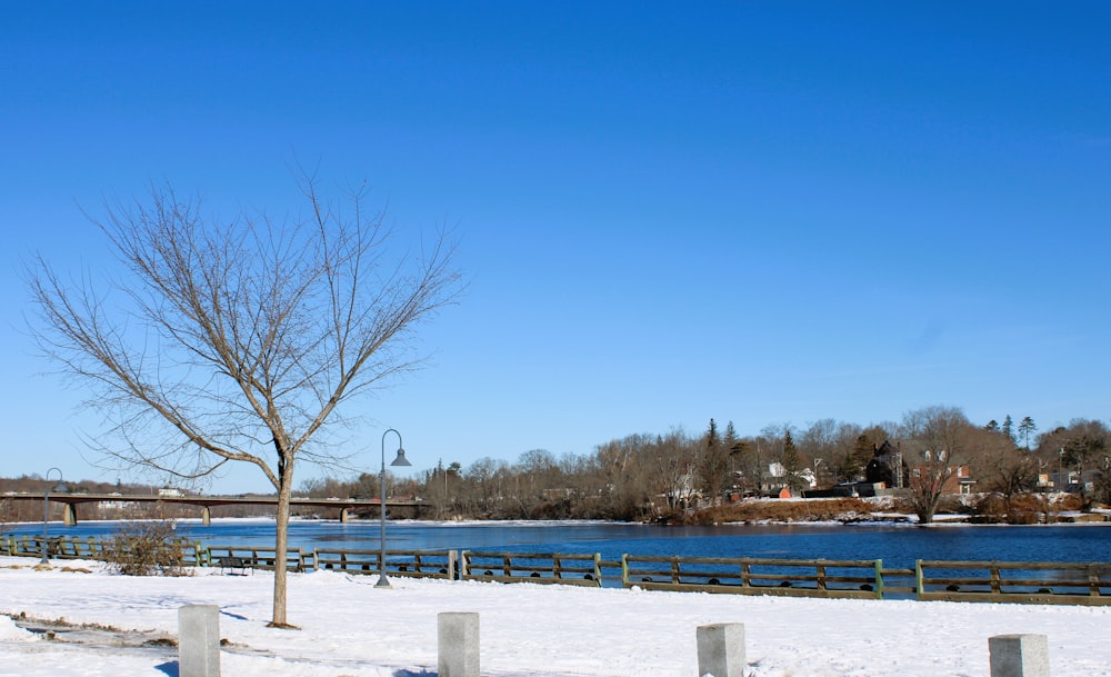 a lone tree stands in the snow near a river