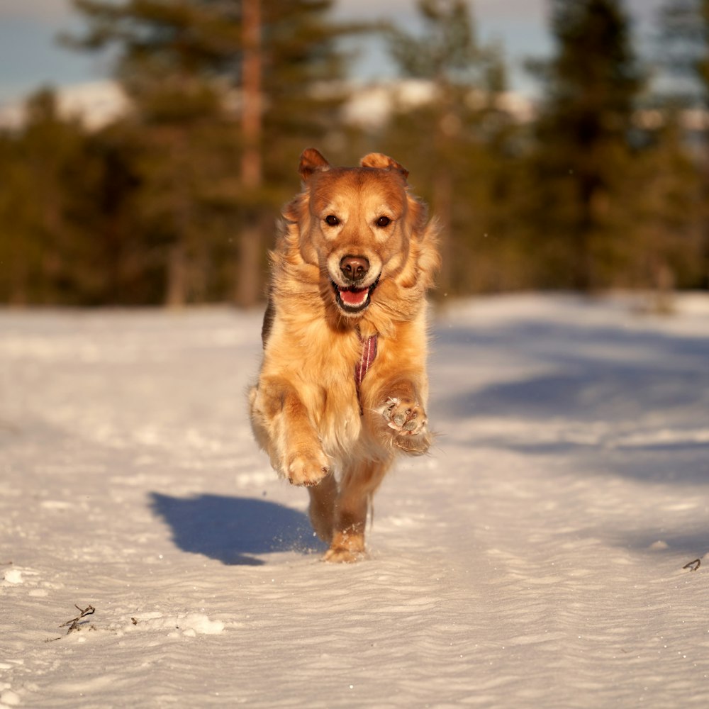 a dog running in the snow with trees in the background