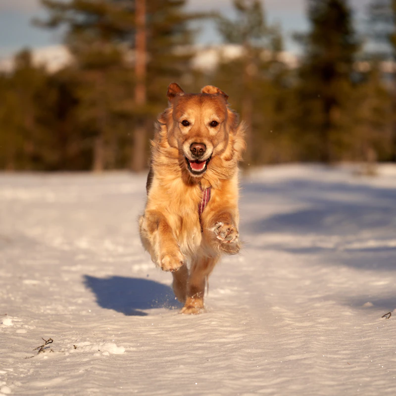 Jasper bounding through snow at the edge of a pine wood