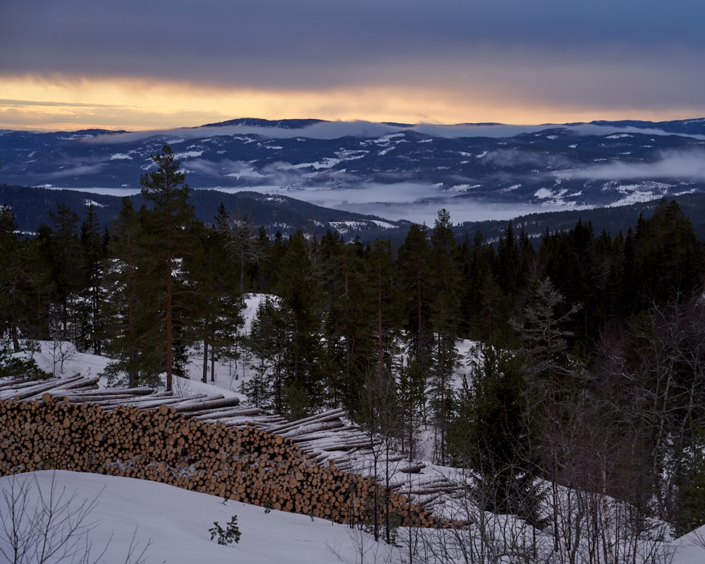 a forest filled with lots of trees covered in snow