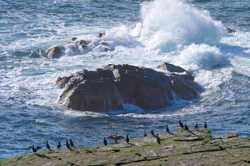a flock of birds standing on top of a rock near the ocean