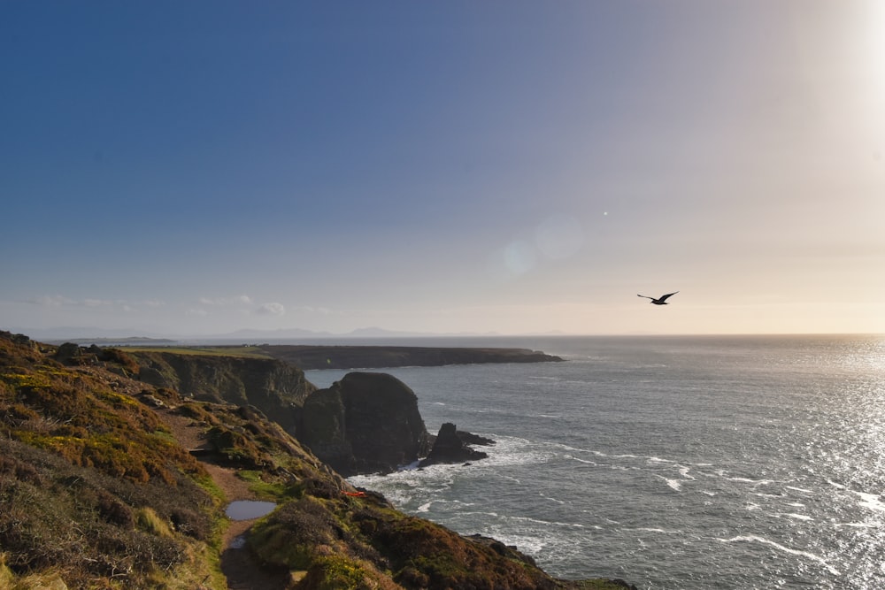 a bird flying over the ocean on a sunny day