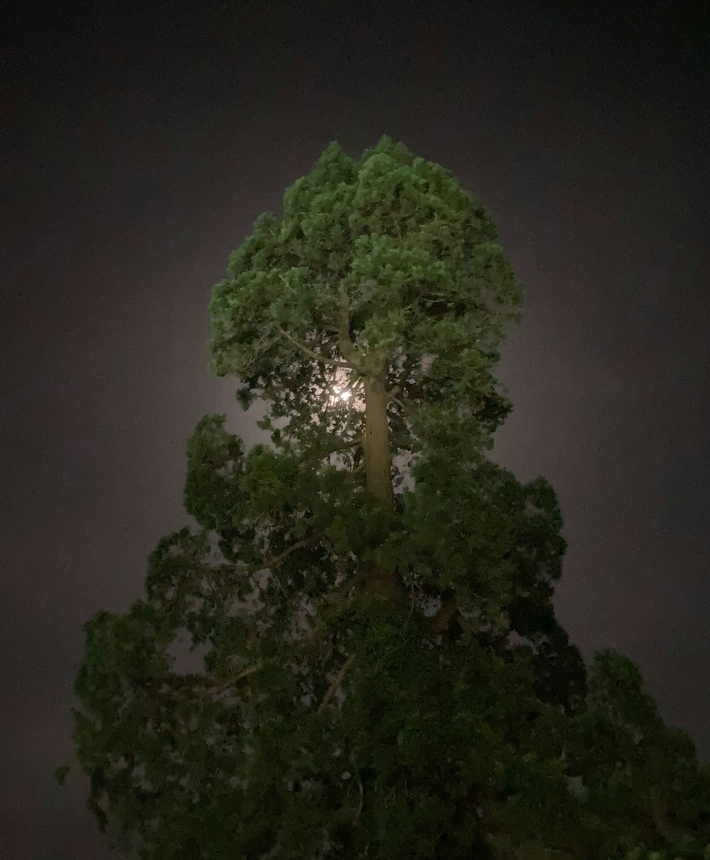 un albero con la luna piena sullo sfondo