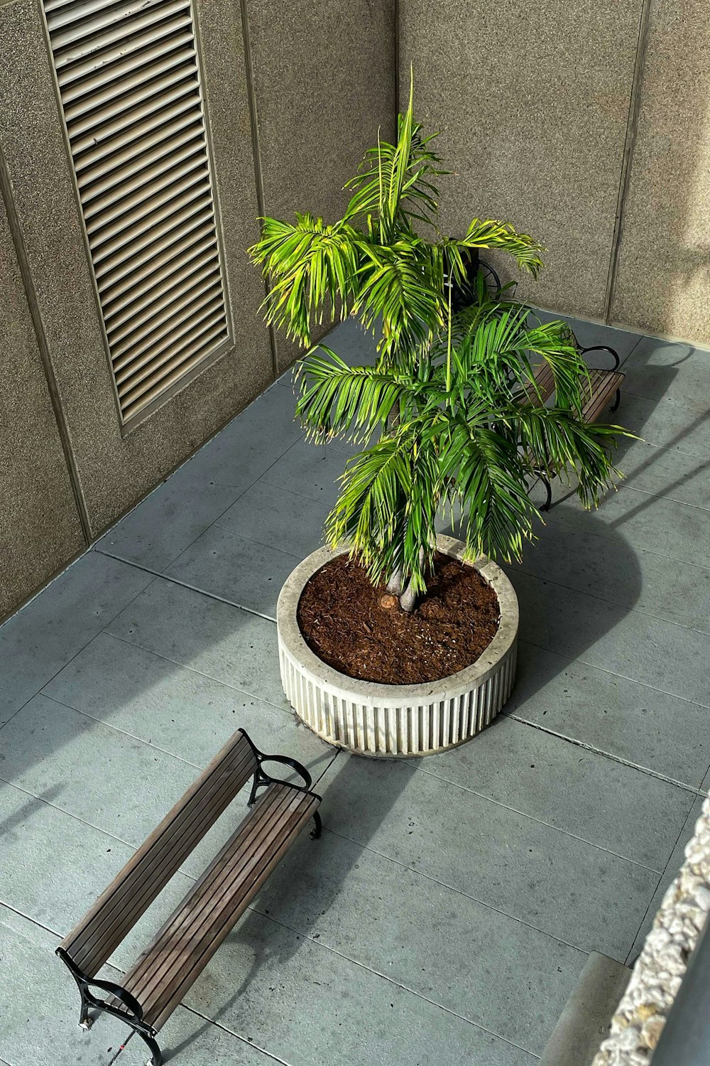 a bench sitting next to a plant on a sidewalk