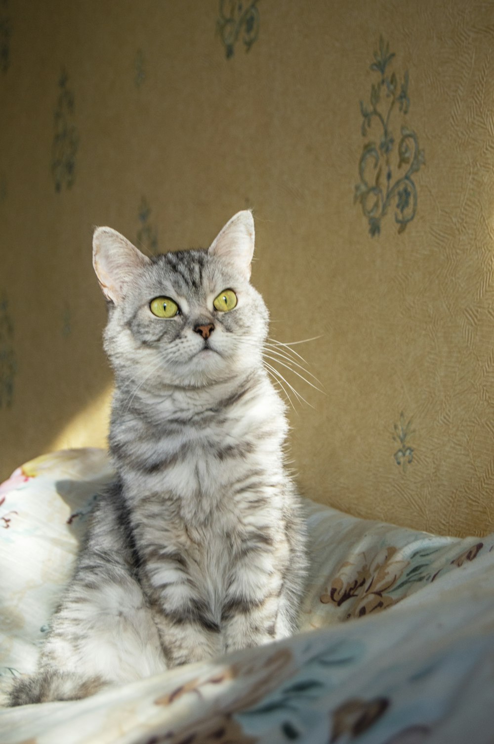 a cat sitting on top of a bed next to a wall