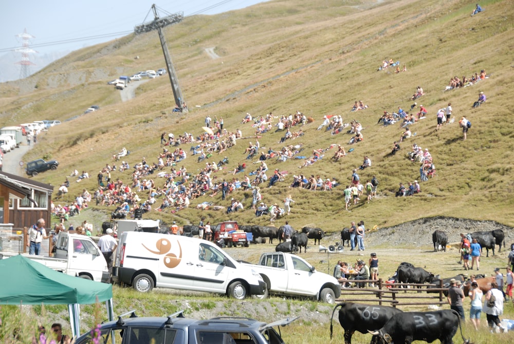 a large group of people watching cows in a field