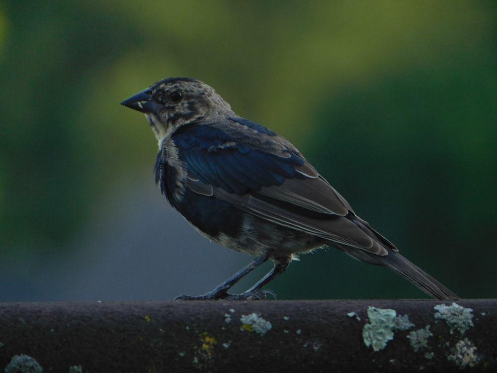 a small bird sitting on top of a metal rail