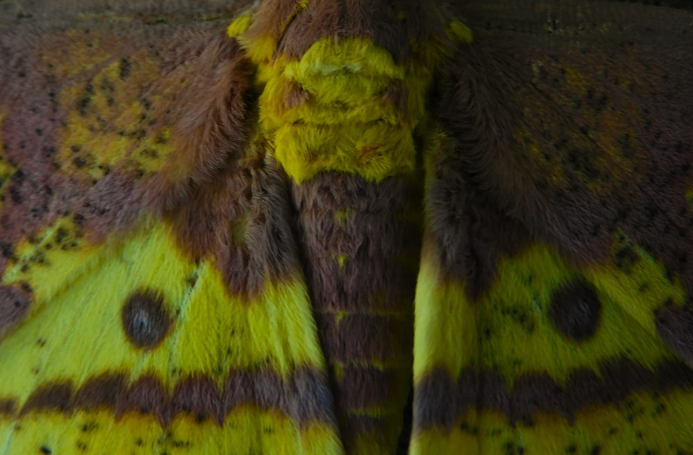 a close up of a yellow and brown moth