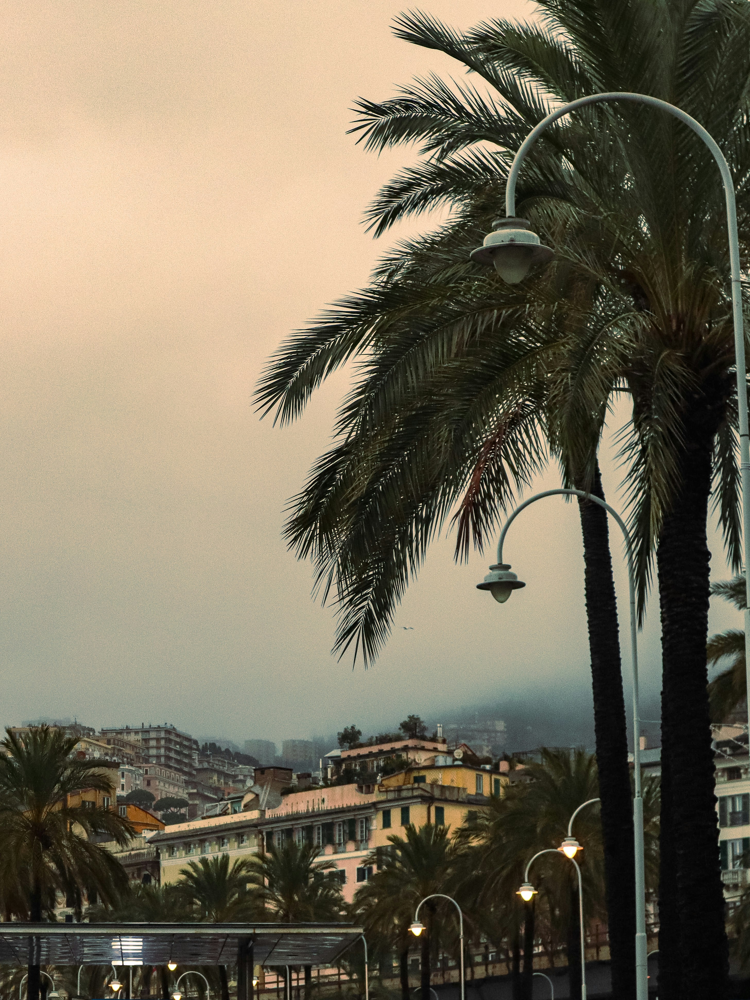 a palm tree in front of a city skyline