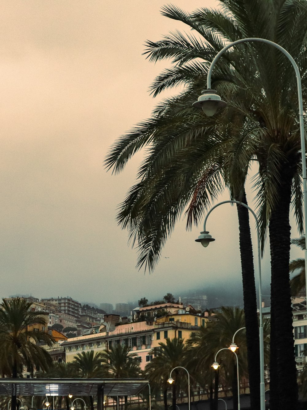 a palm tree in front of a city skyline