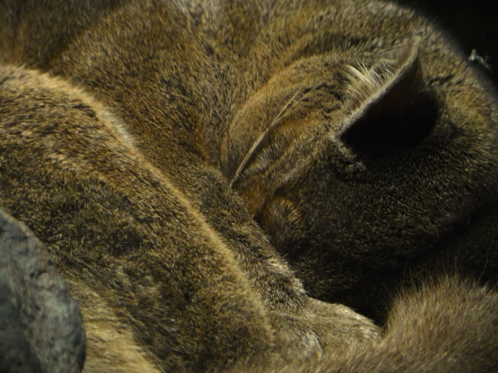 a close up of a cat sleeping on a pillow