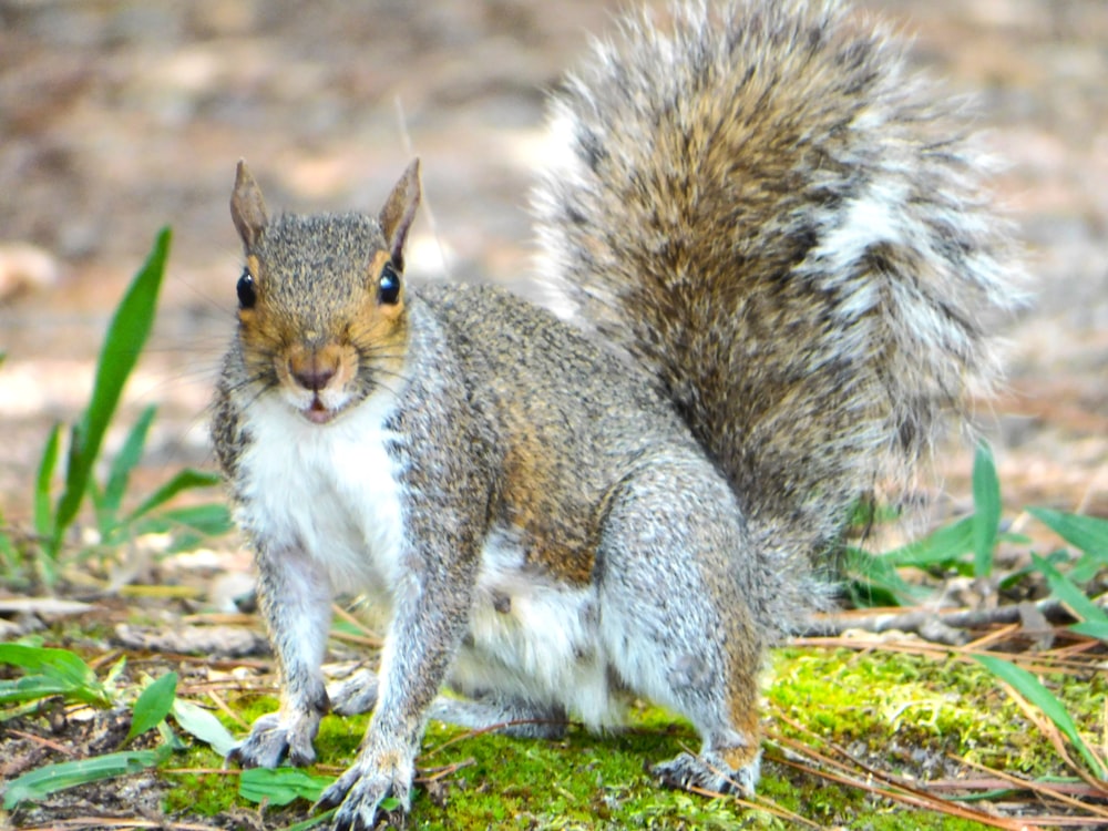 a squirrel standing on top of a lush green field