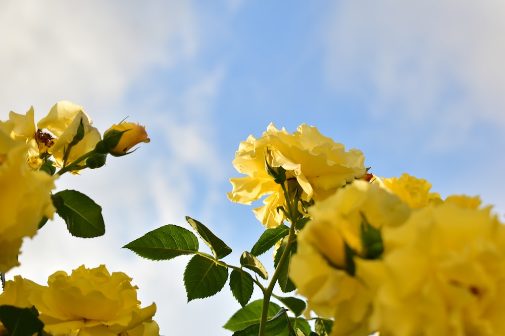 a bunch of yellow flowers that are in the air