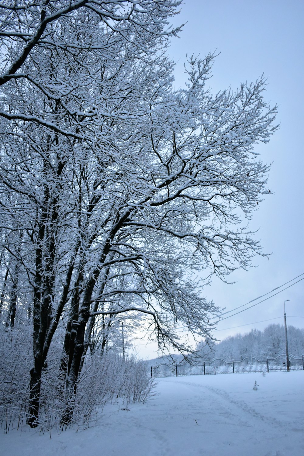 una strada innevata accanto a un grande albero