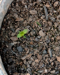 a close up of a small plant in a pot