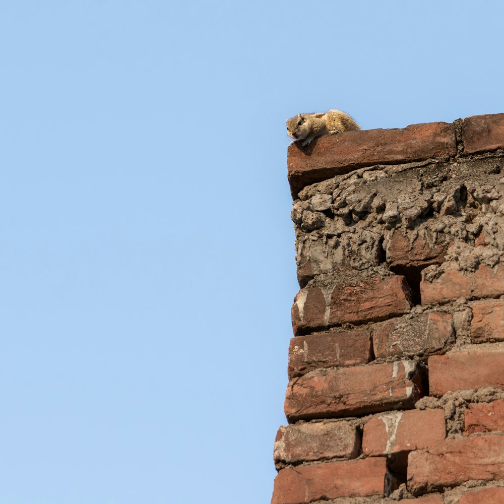a bird is sitting on top of a brick wall
