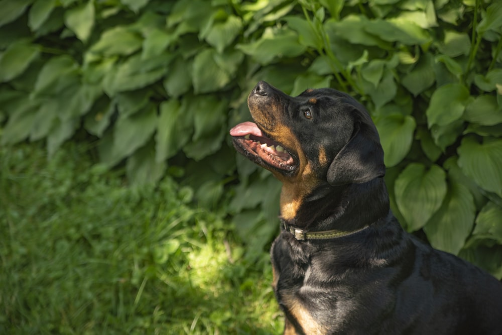 a black and brown dog sitting in the grass