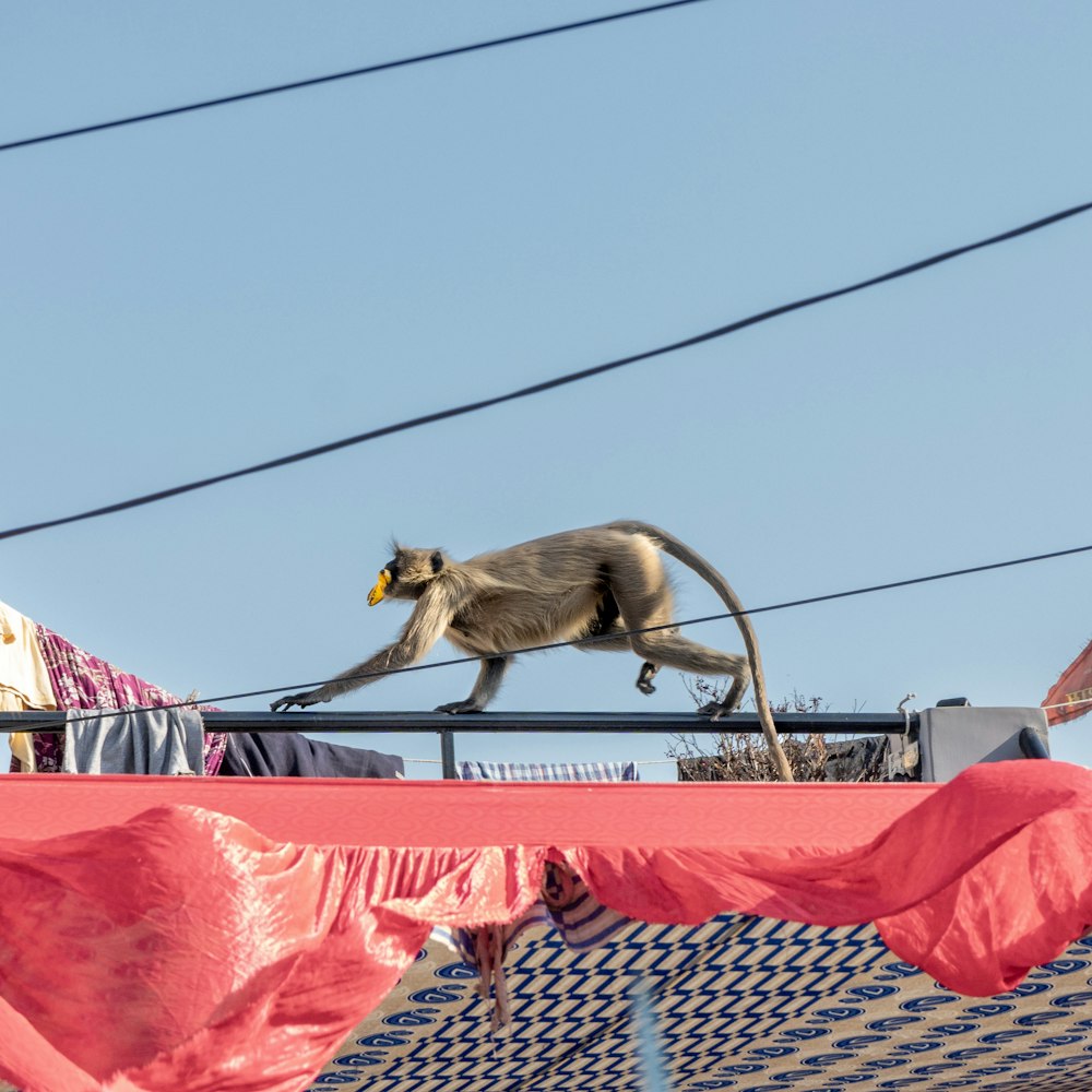 a monkey walking on top of a roof