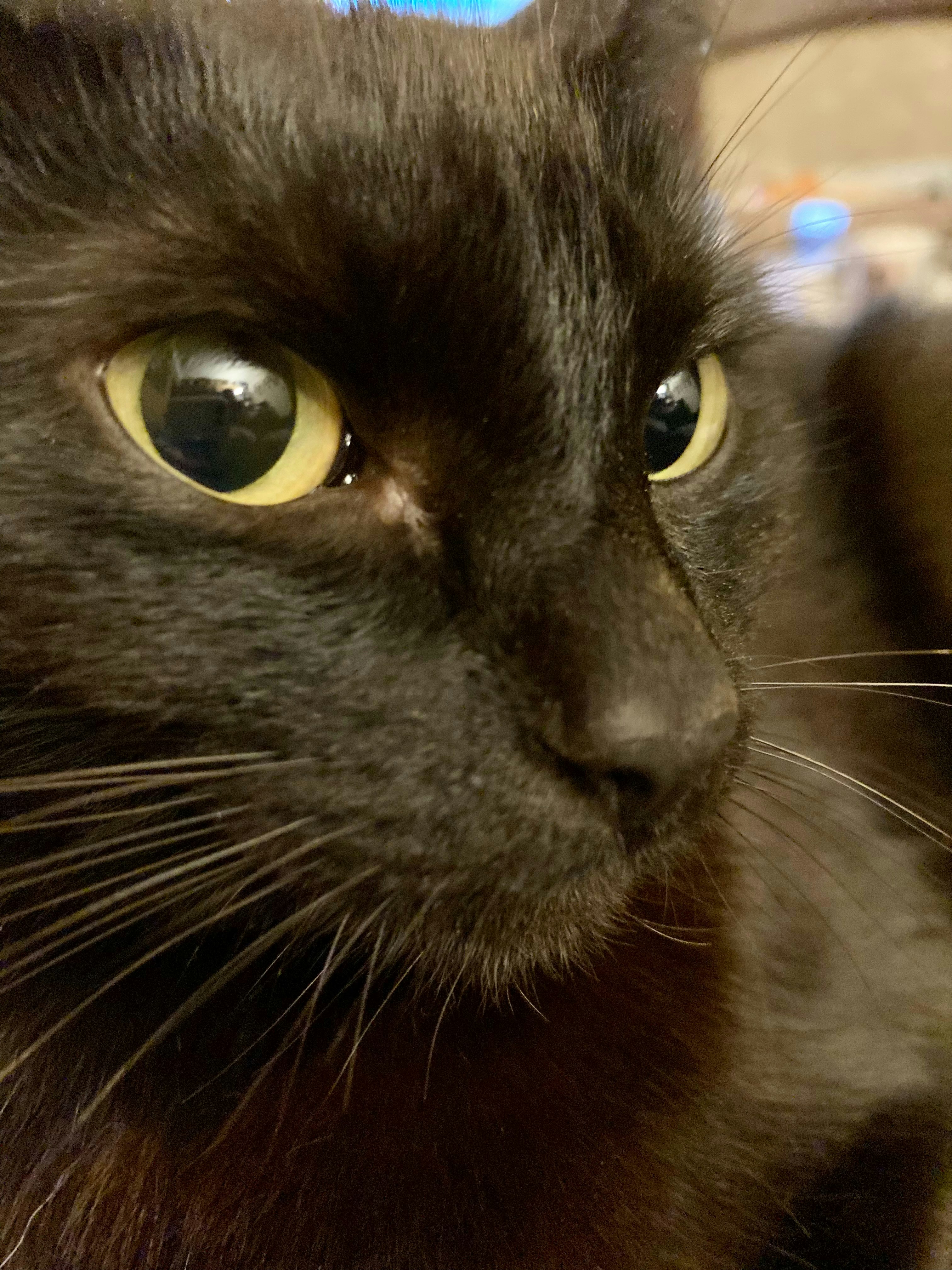 a close up of a black cat with yellow eyes