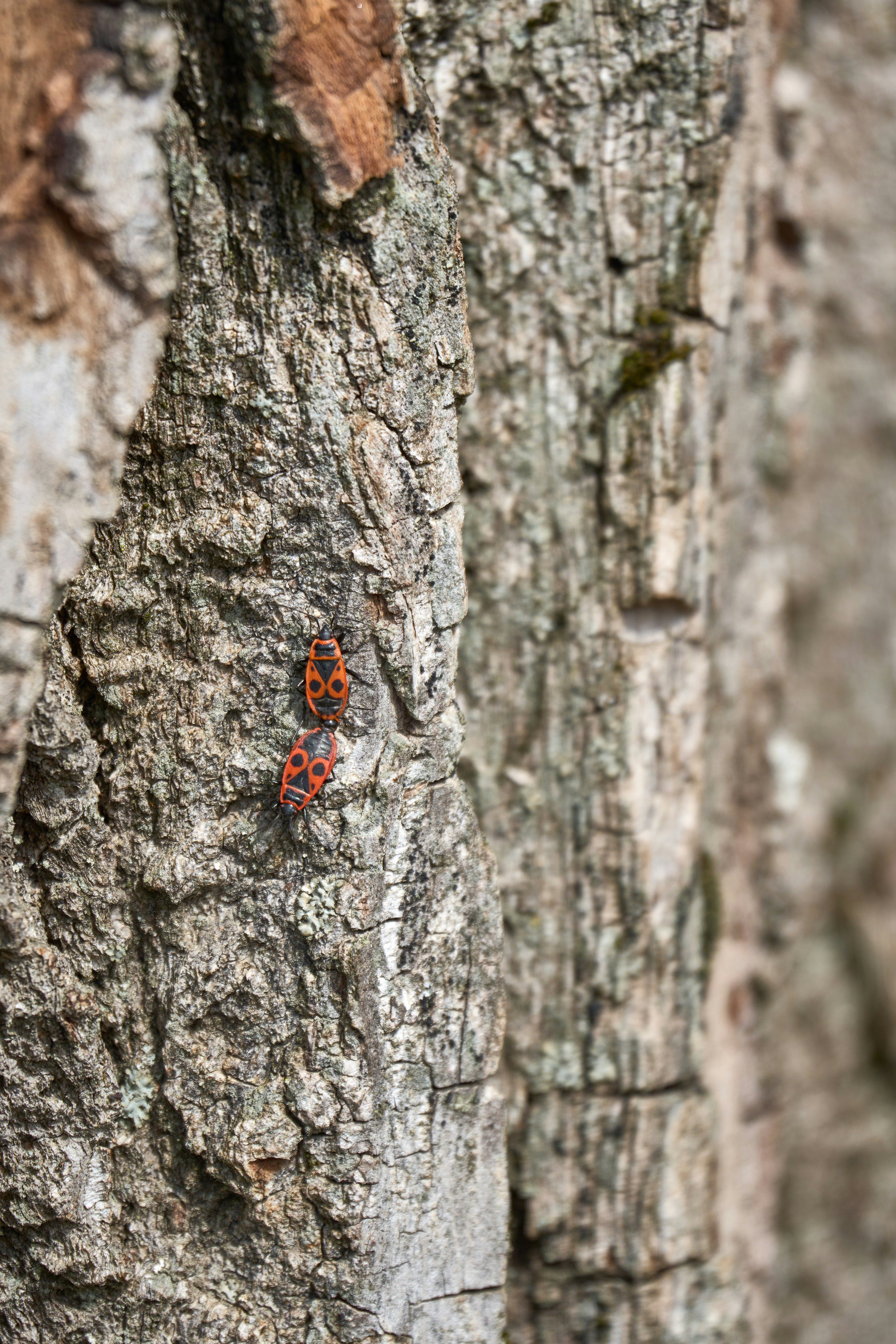 Photo by wolfgang_hasselmann