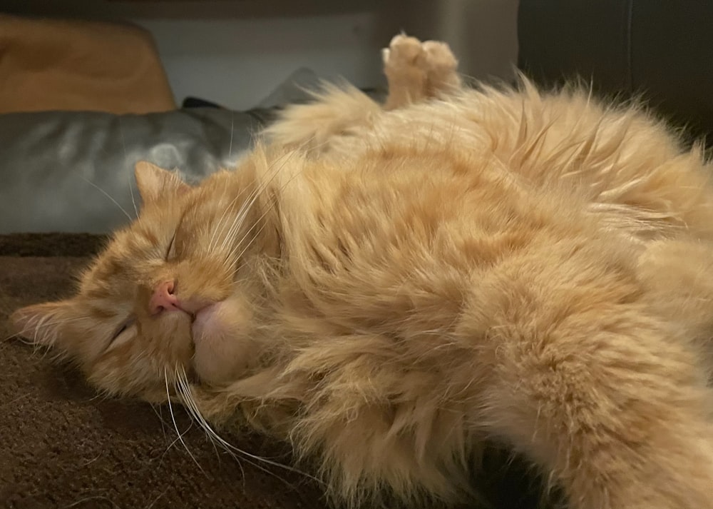 an orange cat is sleeping on a brown blanket