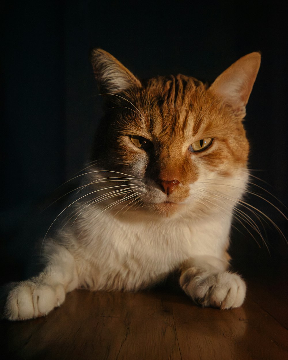 a close up of a cat laying on a table