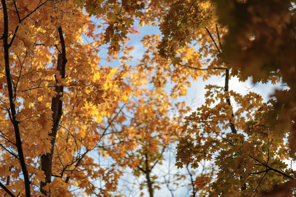 a group of trees with yellow and orange leaves