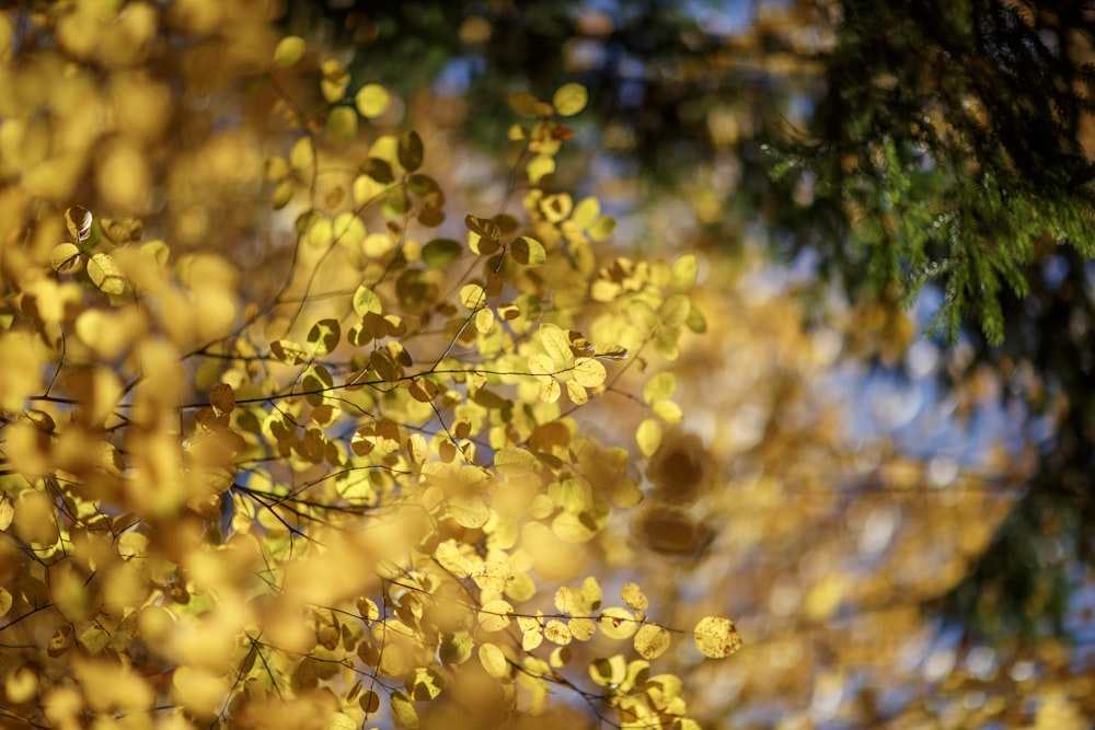 a tree with yellow leaves and a blue sky in the background