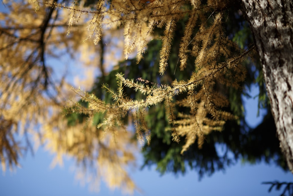 a close up of a tree with yellow leaves