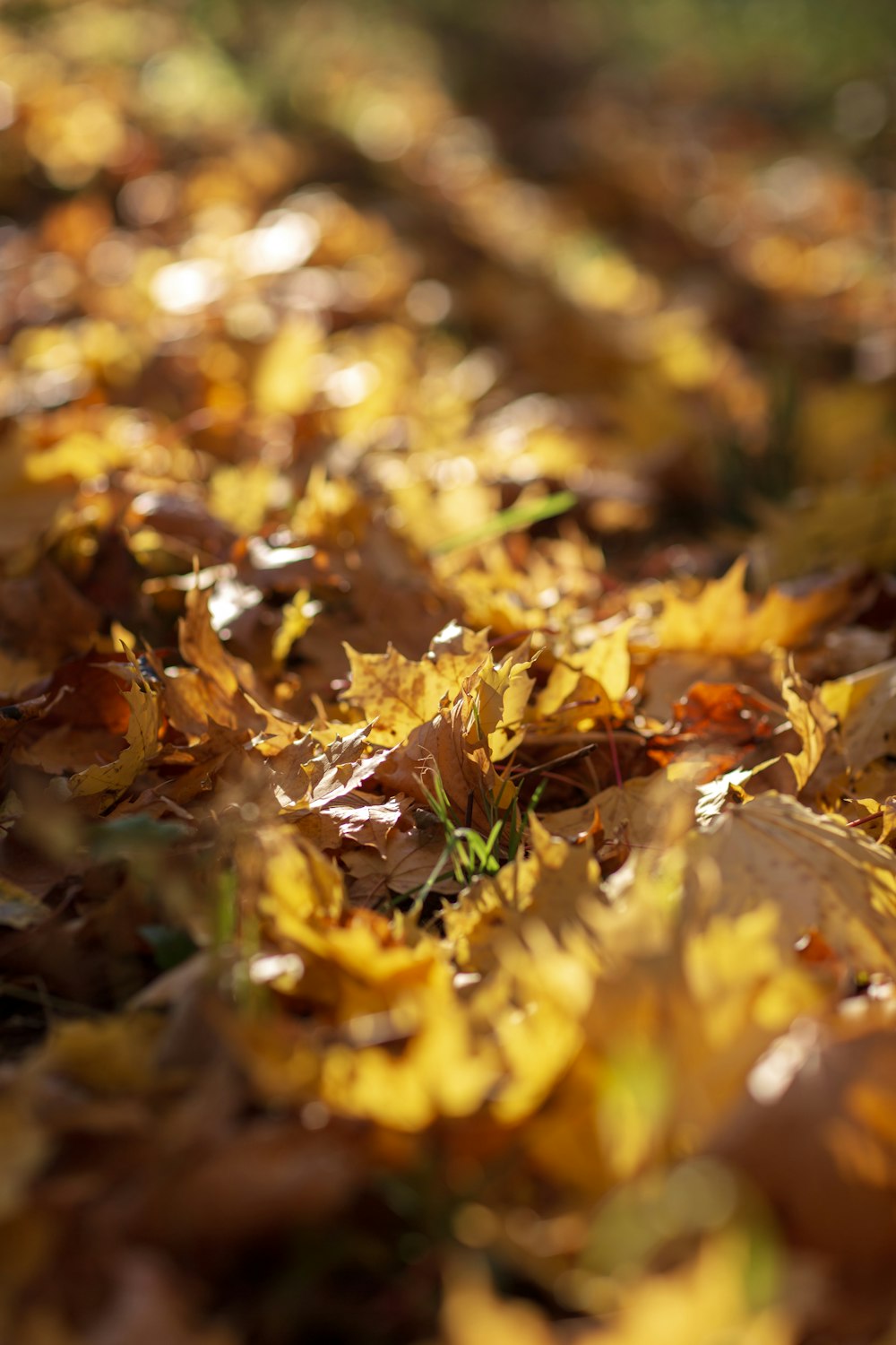 a bunch of leaves that are laying on the ground