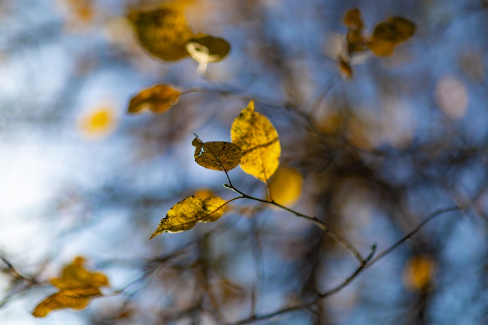 a tree branch with yellow leaves in the foreground
