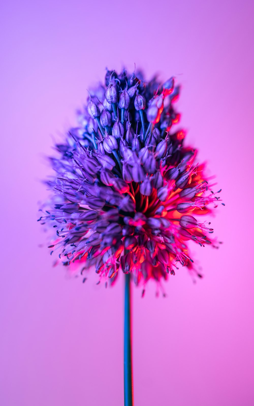 a close up of a purple flower on a pink background