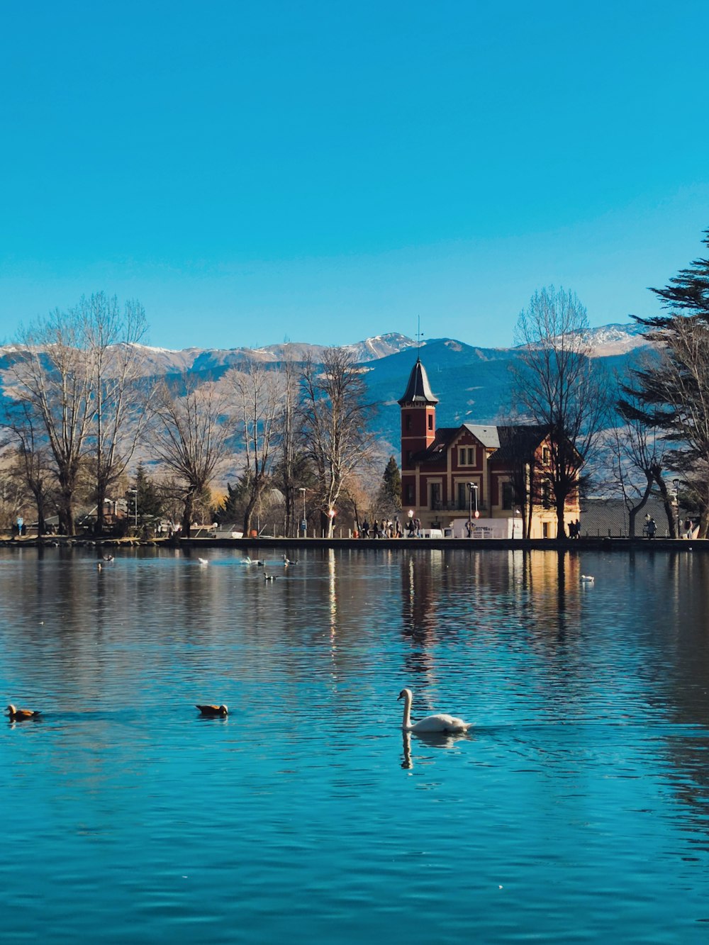 swans swimming in a lake with a church in the background