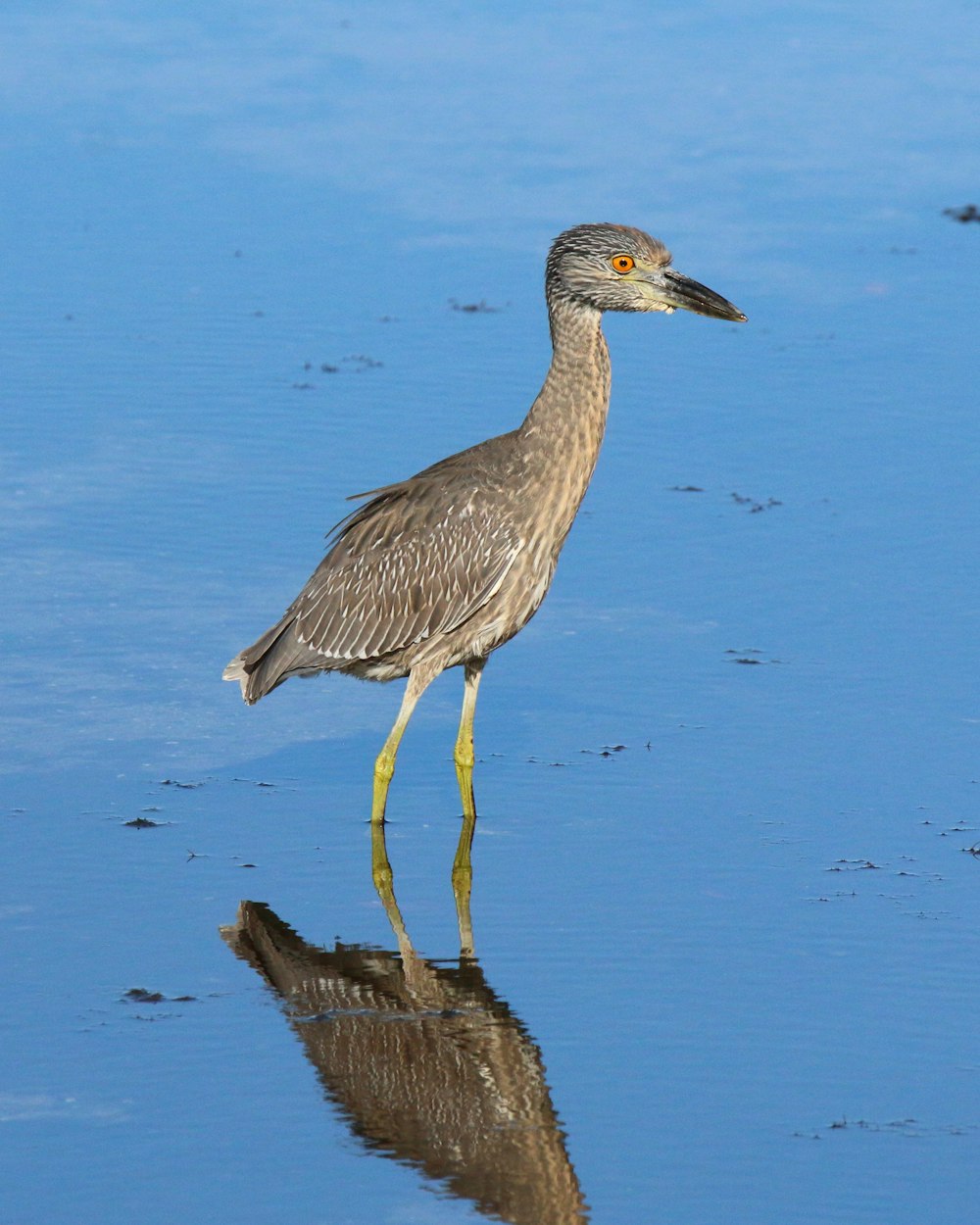 a bird is standing in the shallow water