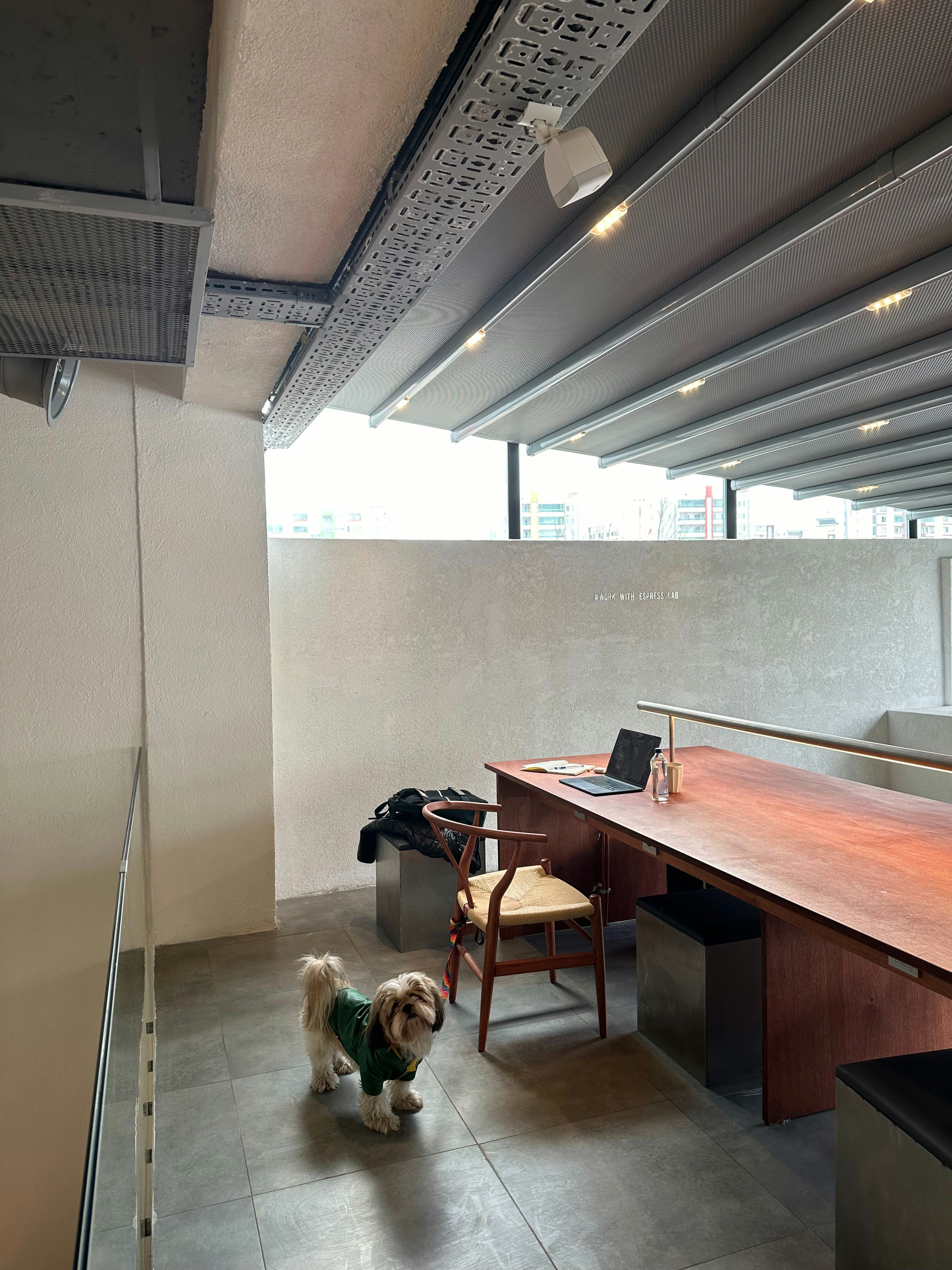 a dog standing in a room with a desk and chair