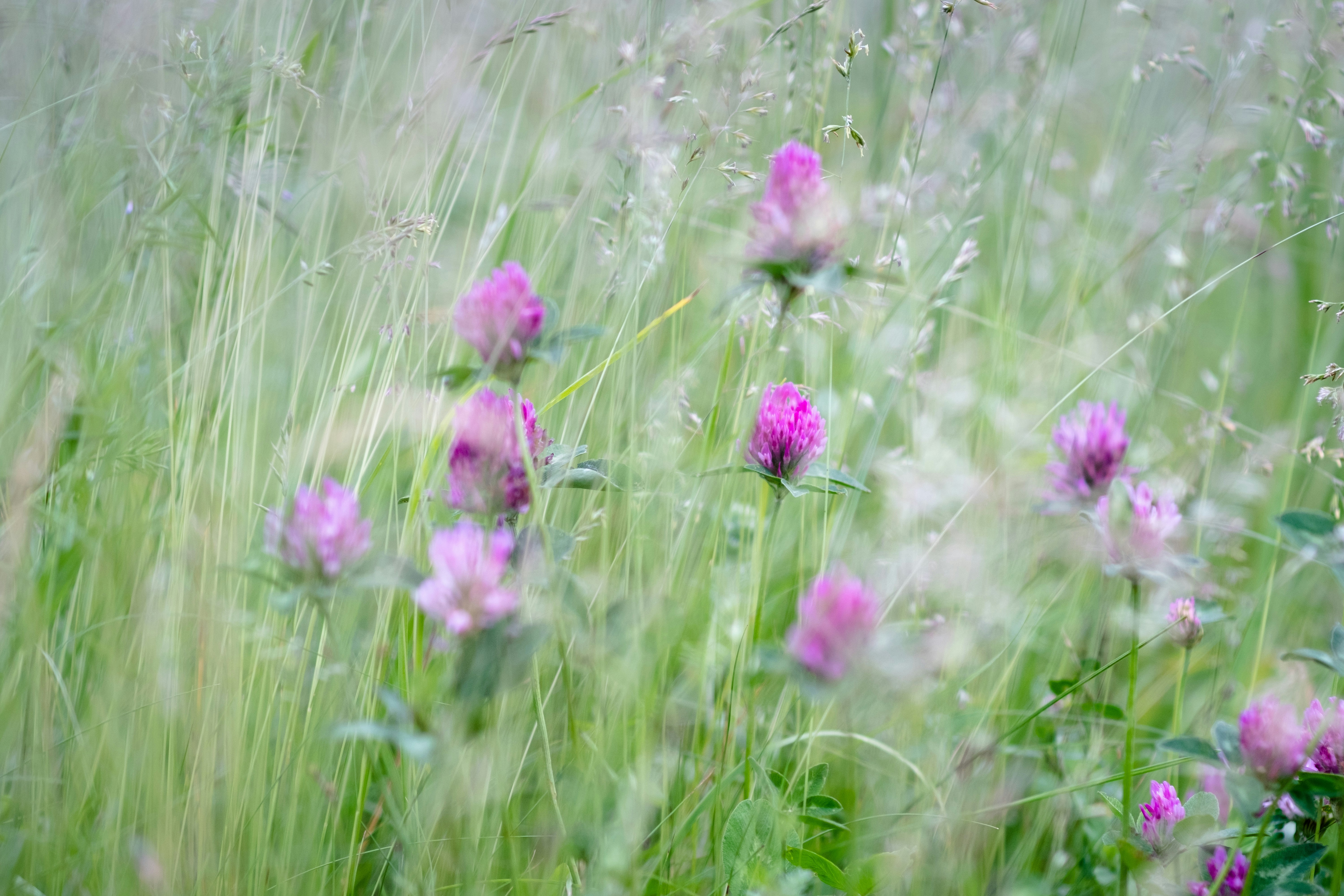 Red Clover