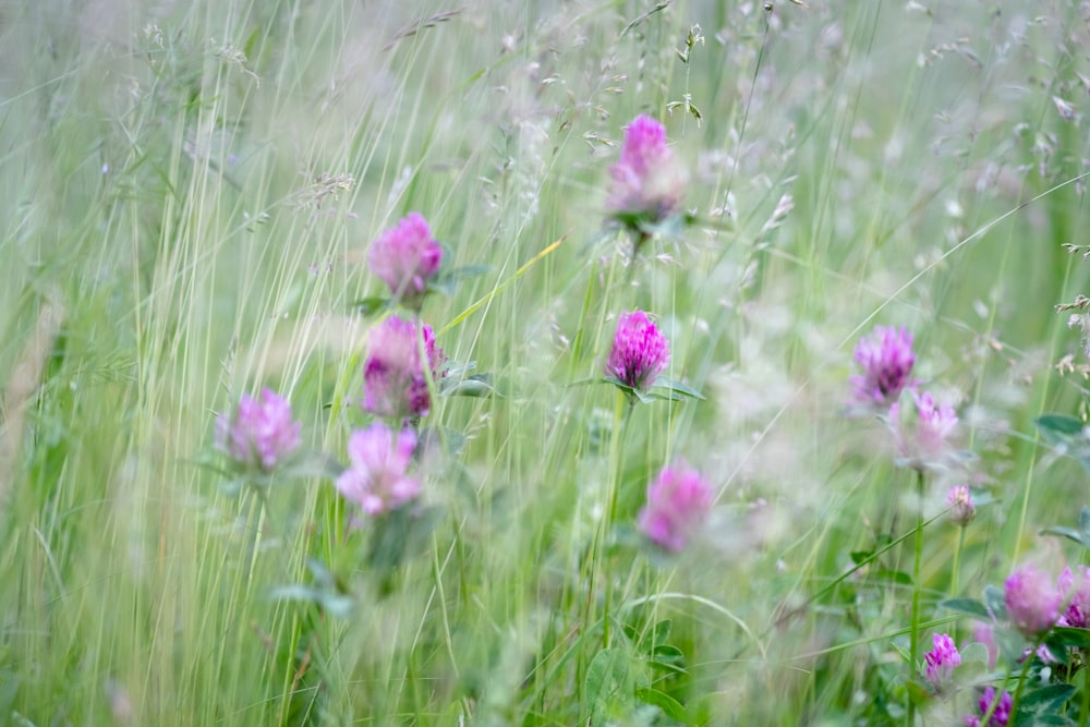 a bunch of flowers that are in the grass